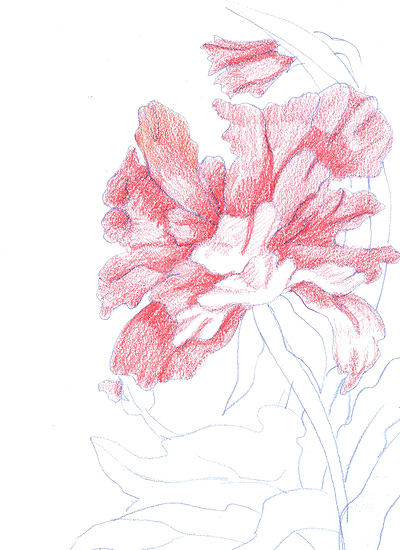 Как нарисовать цветы карандашом поэтапно