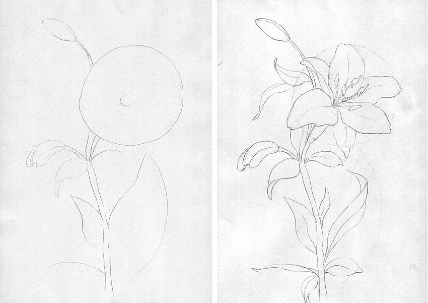 Как нарисовать цветы Лилии поэтапно в 5 шагов