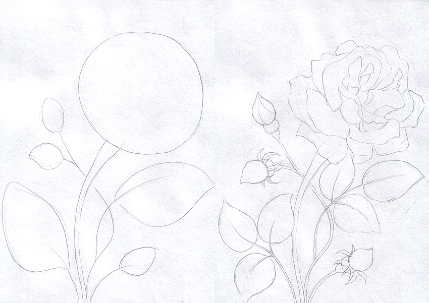 1. Как нарисовать розу из цилиндра