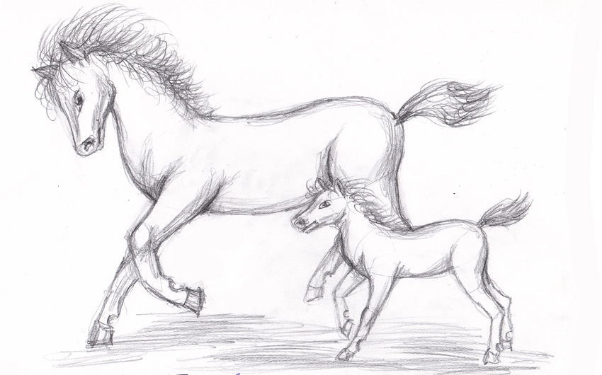 Как нарисовать голову лошади