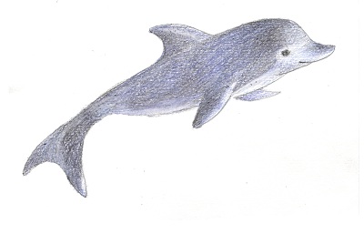 Рисуем двух дельфинов карандашом поэтапно