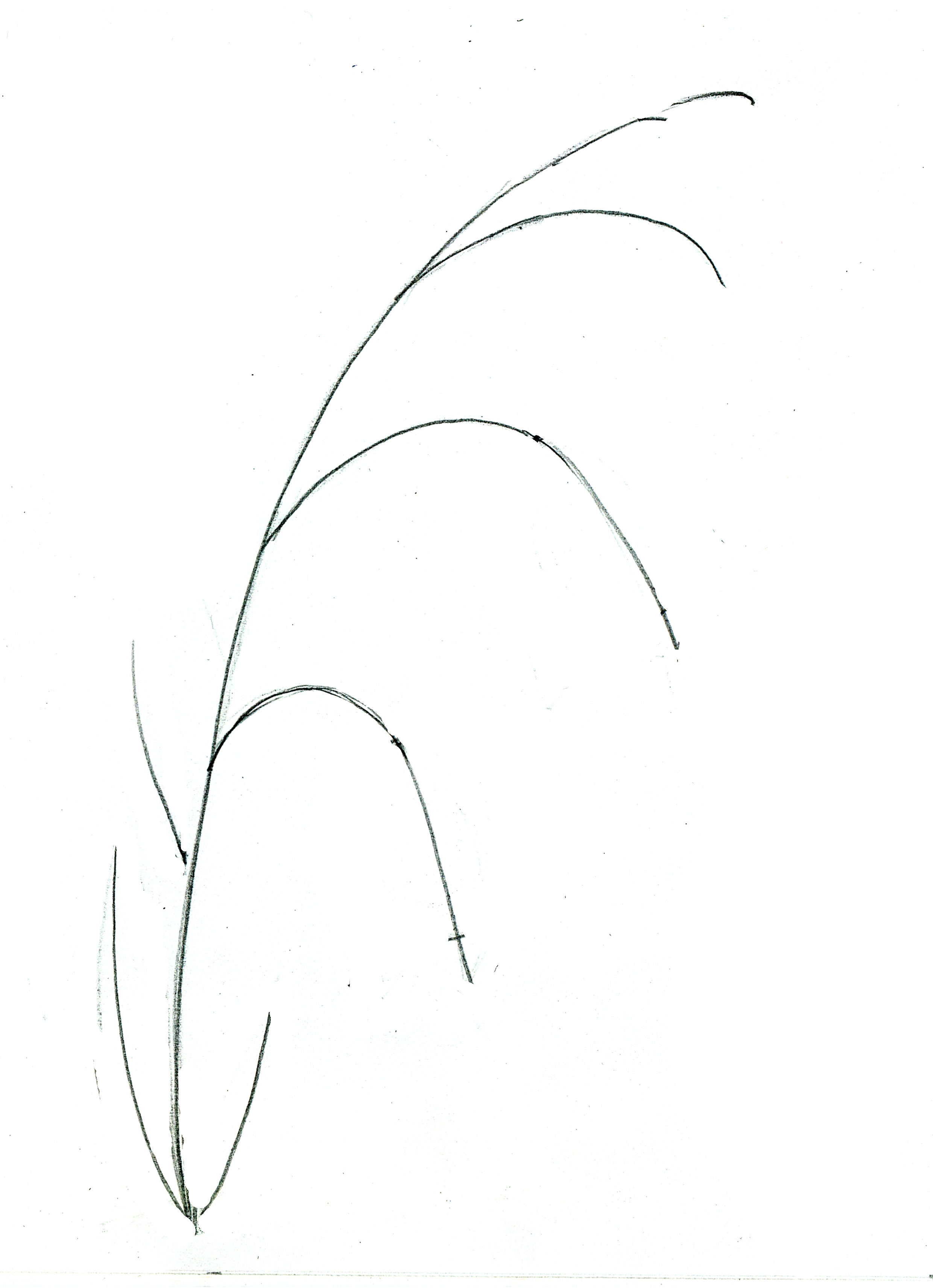 Как нарисовать колокольчик цветок карандашом поэтапно, детский рисунок колокола