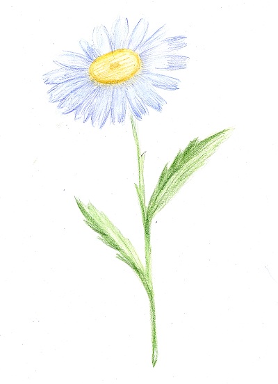 Рисуем цветок ромашки карандашами STABILO aquacolor