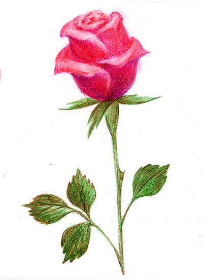 Рисуем   цветок розы поэтапно  цветными карандашами STABILO