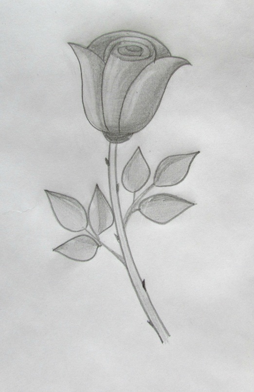 Роза поэтапно простым карандашом