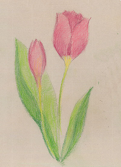 Рисуем тюльпан поэтапно цветной пастелью STABILO