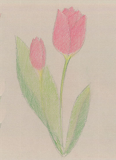 Рисуем тюльпан поэтапно цветной пастелью STABILO