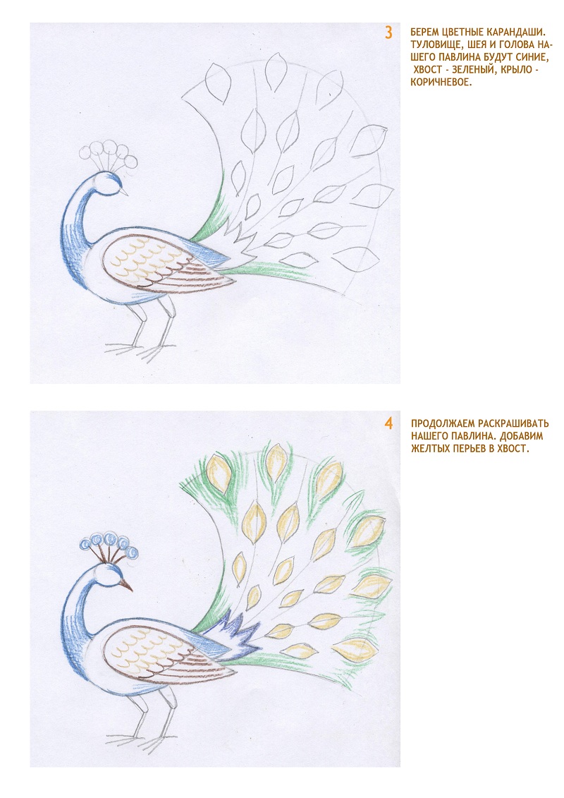 Как нарисовать павлина поэтапно карандашом - легкие мастер-классы для начинающих (60 фото)
