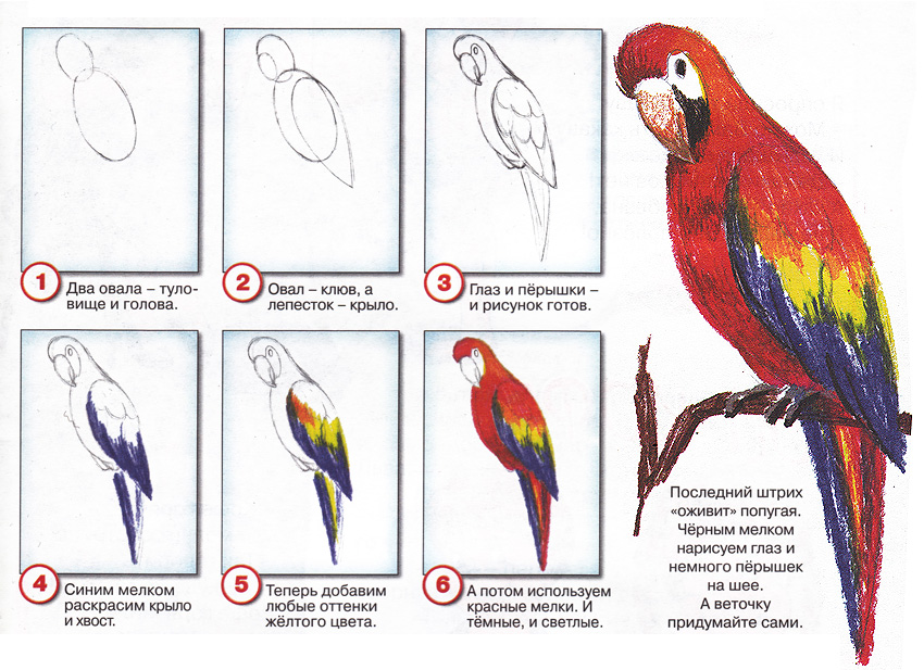 Рисунок попугая для детей карандашом, фото