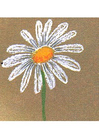 Рисуем цветы белыми мелками