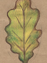 Рисуем дубовый лист акварельными карандашами STABILO Aquacolor