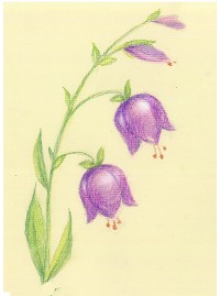 Рисуем   цветок - колокольчик поэтапно цветными карандашами STABILO CarbOthello