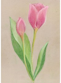 Рисуем  тюльпан поэтапно цветной пастелью STABILO