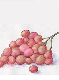 Рисуем виноград акварельными карандашами