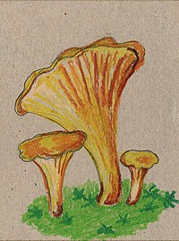 Нарисуем грибы лисички масляной пастелью