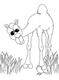Верблюд рисунок для детей