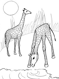 Сафари - жирафы - раскраска страницы - иллюстрация для детей