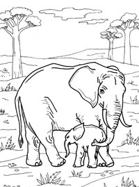 Рисунок слон раскраска