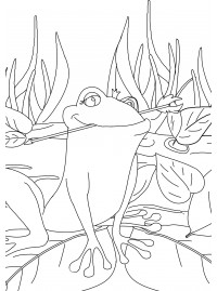 Раскраска лягушка раскраски. Лягушка путешественница сидит на листке в болоте
