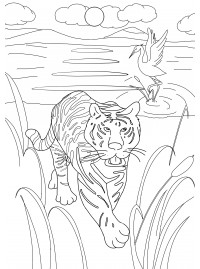 Раскраска по цифрам Красочный тигр (BRM33906)