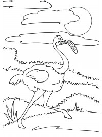 Идеи на тему «Страус» (7) | страусы, рисунки, картины