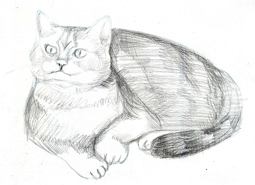 9 способов нарисовать милейших котиков