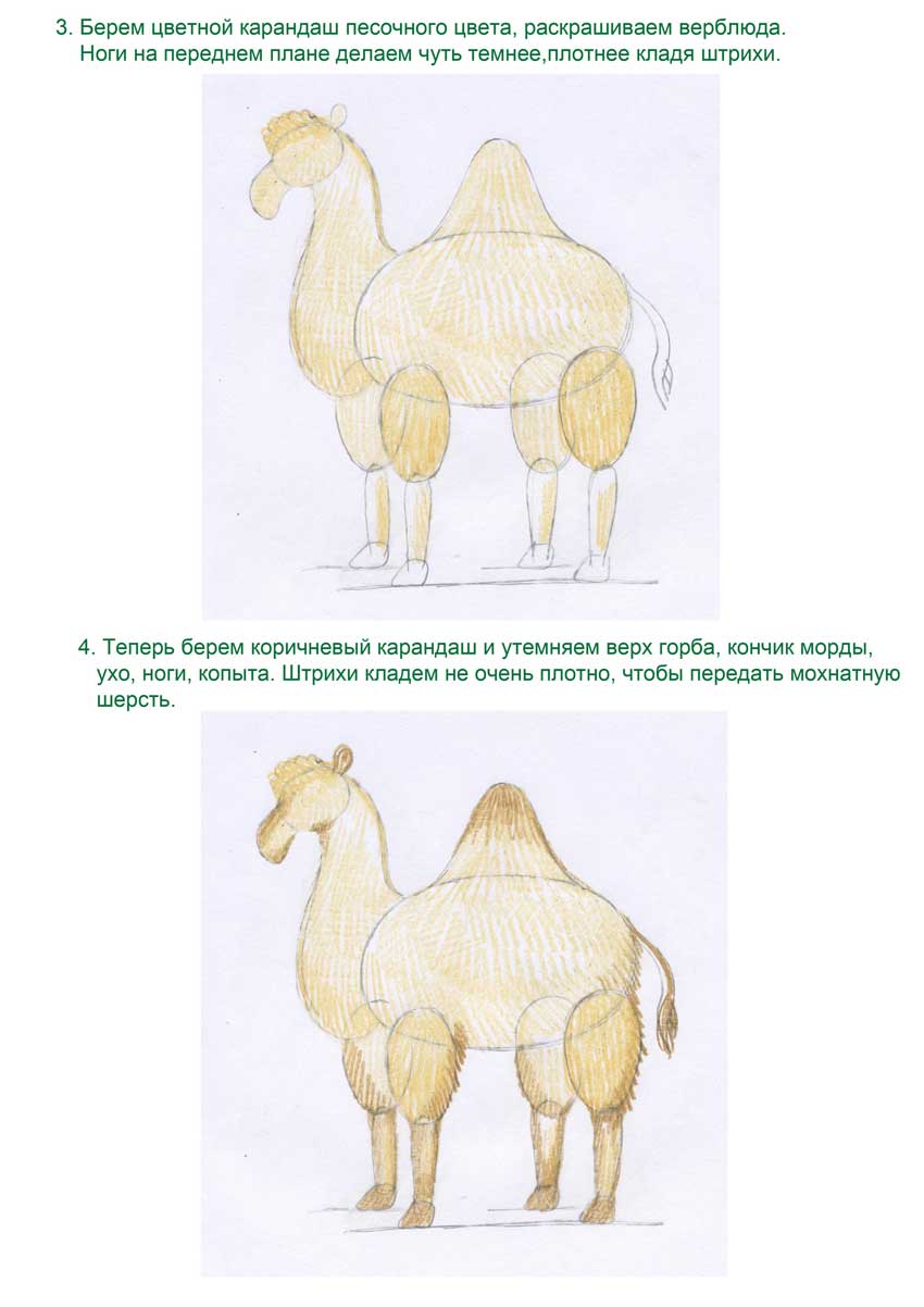 Рисуем верблюда цветными карандашами Stabilo Stabilo4kids.ru