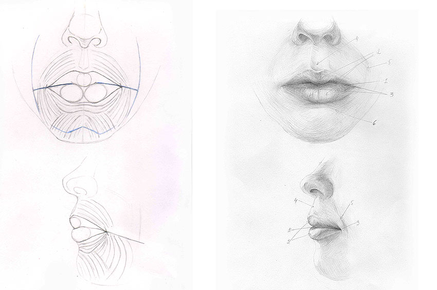Между носом и ртом. Части лица рисунок. Губы рисунок. Построение губ. Схема рисования губ.