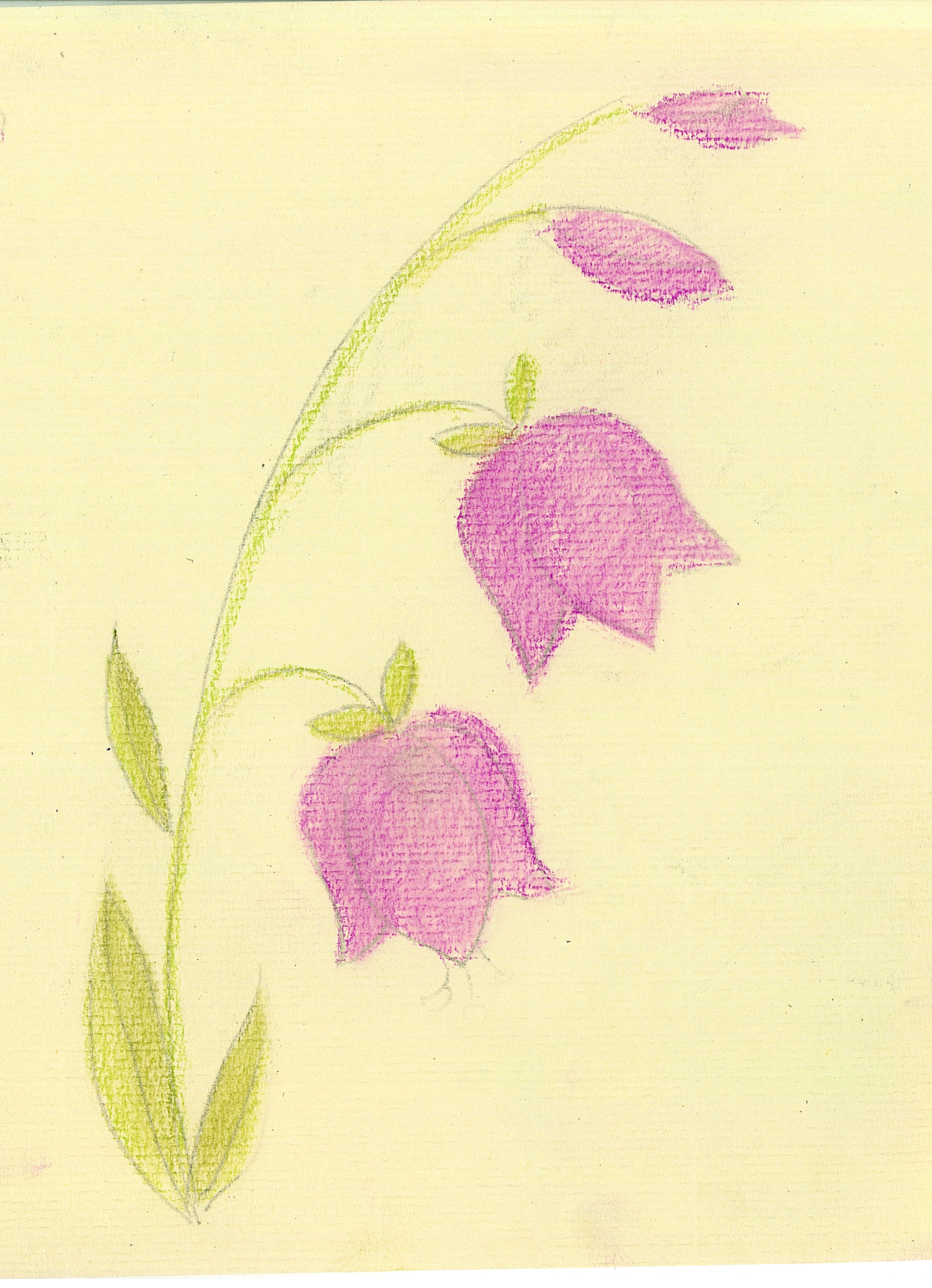 Колокольчик цветок карандашом