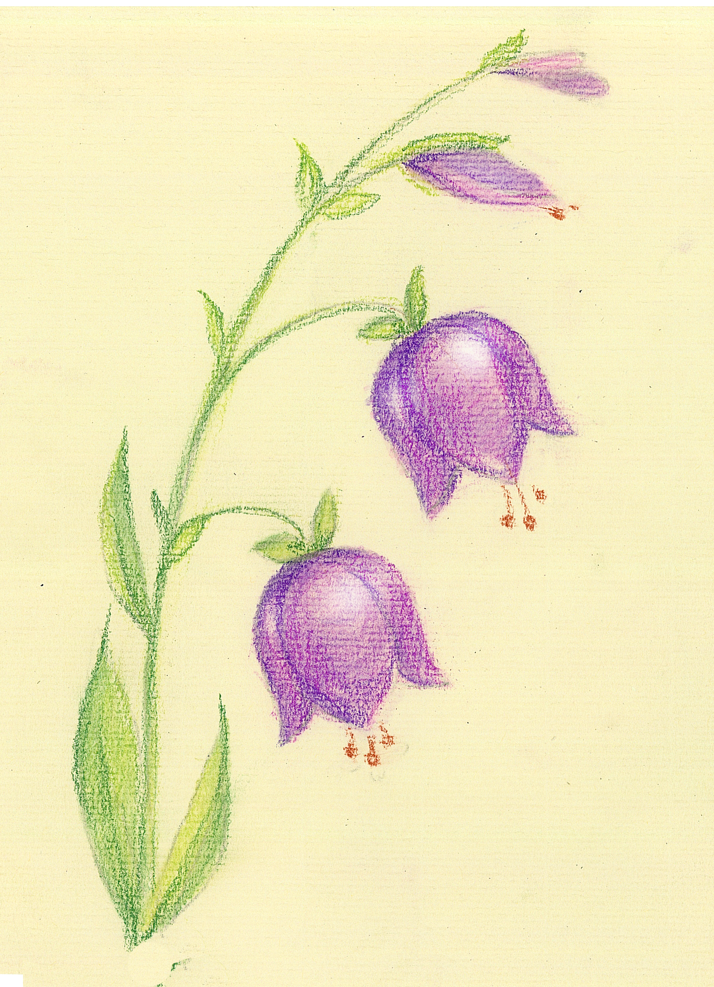 Рисуем цветок - колокольчик поэтапно цветными карандашами STABILO  CarbOthello Stabilo4kids.ru