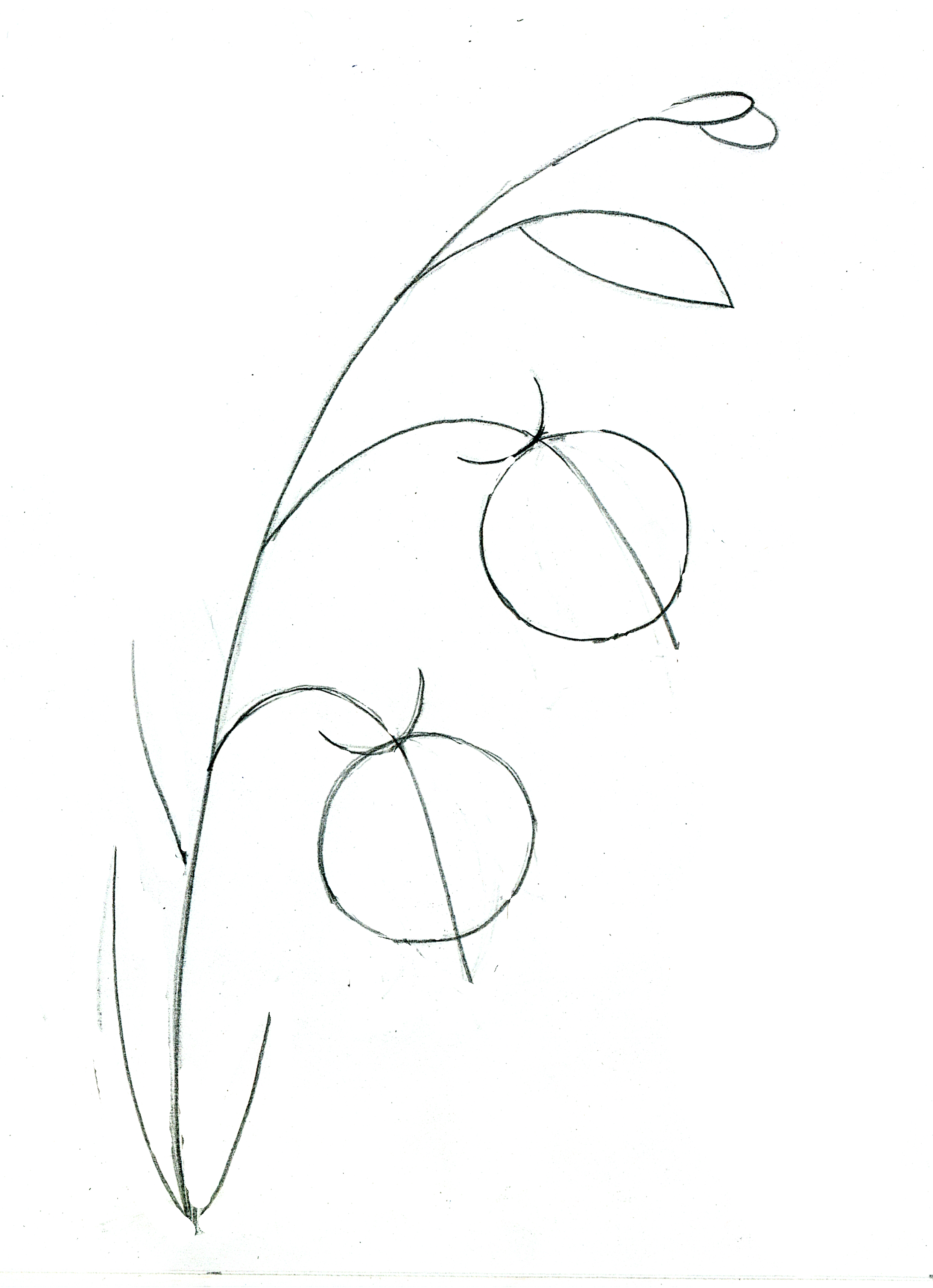 Как нарисовать цветок поэтапно • Моя КрохаМоя Кроха