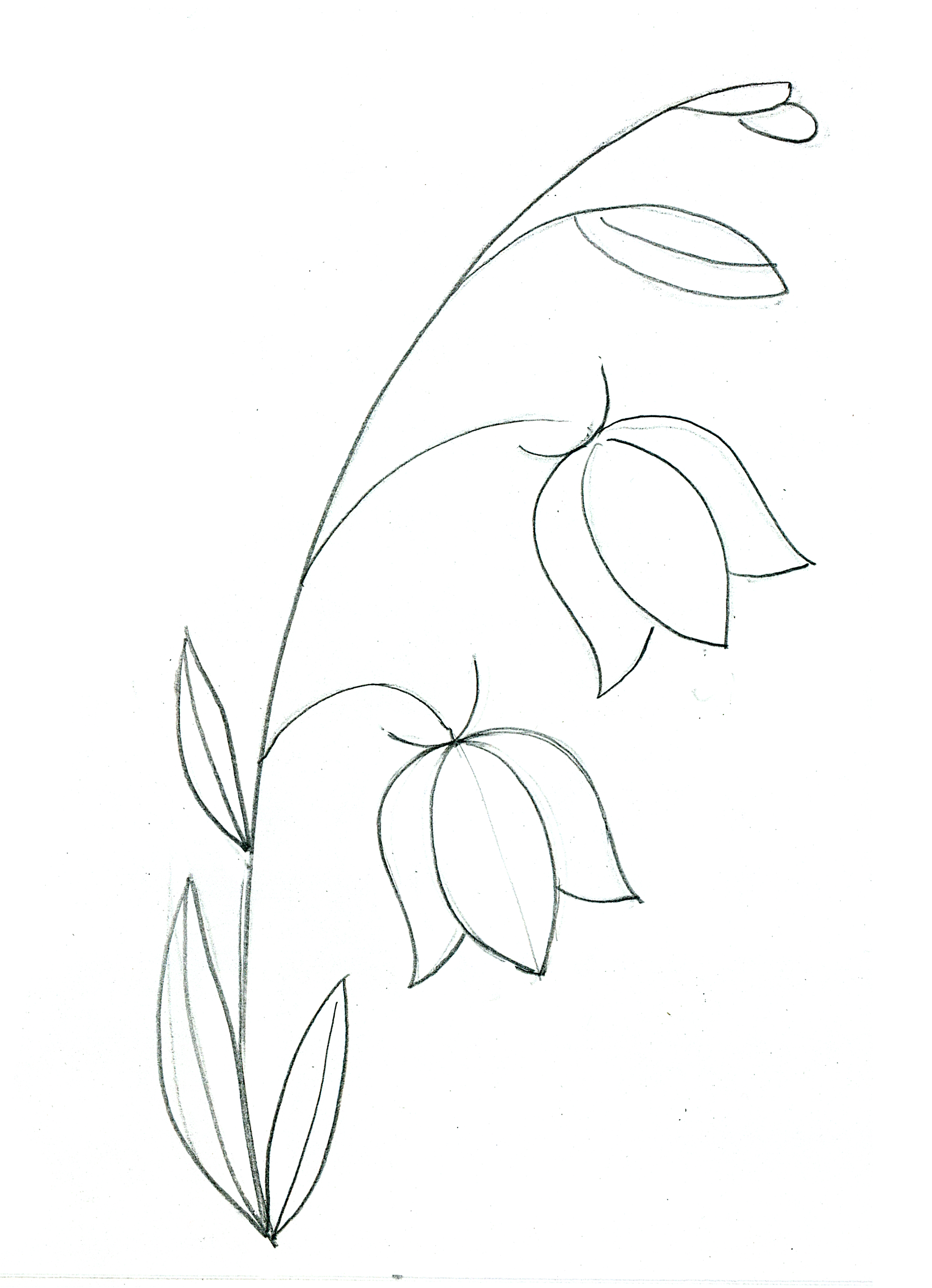 Рисуем цветы каллы (белокрыльники)