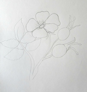 Цветы шиповника | Пикабу
