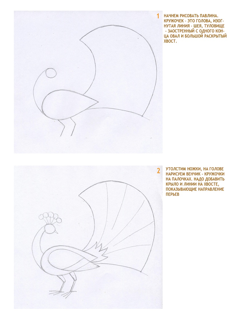 Как нарисовать перо павлина акварелью. арт дней. День 5 - YouTube | Акварель, Павлин, Рисование
