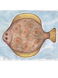 Как нарисовать рыбу поэтапно детям - 65 способов