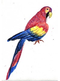 Как нарисовать попугая поэтапно карандашом - три интересных мастер-класса для детей