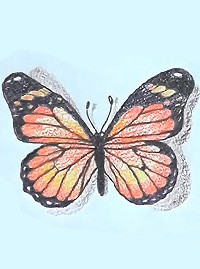 Нарисуем красивую бабочку 