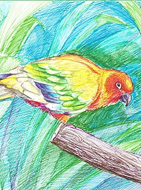 Рисунок ручкой «Попугай»