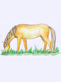 Рисуем лошадку