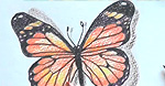 Видео-уроки: Нарисуем красивую бабочку
