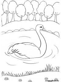 Лебедь раскраска (36 фото)