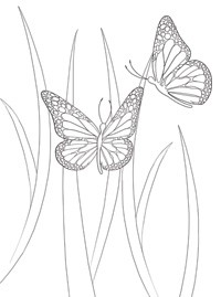 Раскраска водная гологр.обложка бабочка на цветке