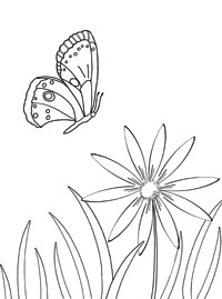Бабочки - трафареты и раскраски